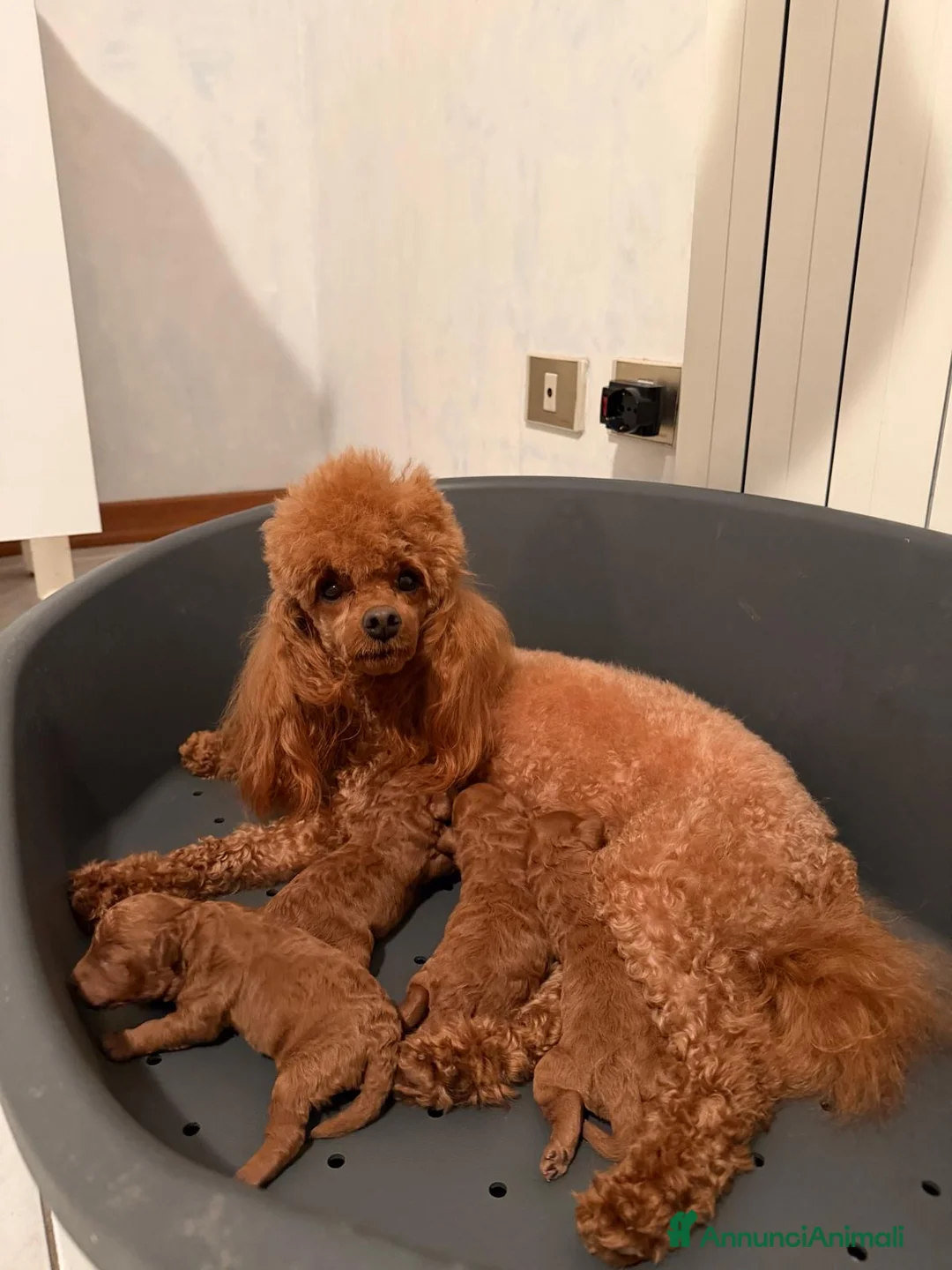 Barboncino cani in vendita: Barboncino fulvo - Annuncio 2