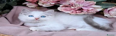 Ragdoll 3