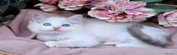 Ragdoll gatti in vendita: Cucciolata gattini RAGDOLL con pedigree - Annuncio 2