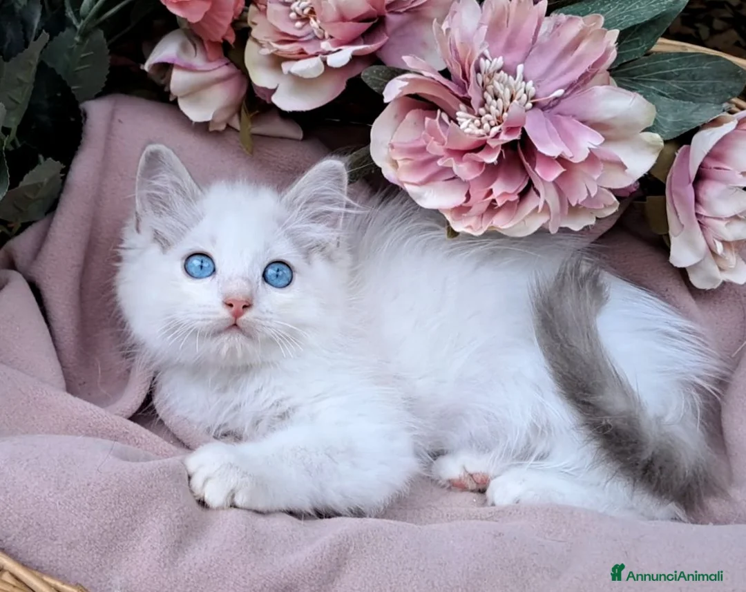 Ragdoll gatti in vendita: Cucciolata gattini RAGDOLL con pedigree - Annuncio 2