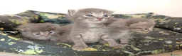 Certosino gatti in vendita: Gattini nati il 13 aprile  - Annuncio 8