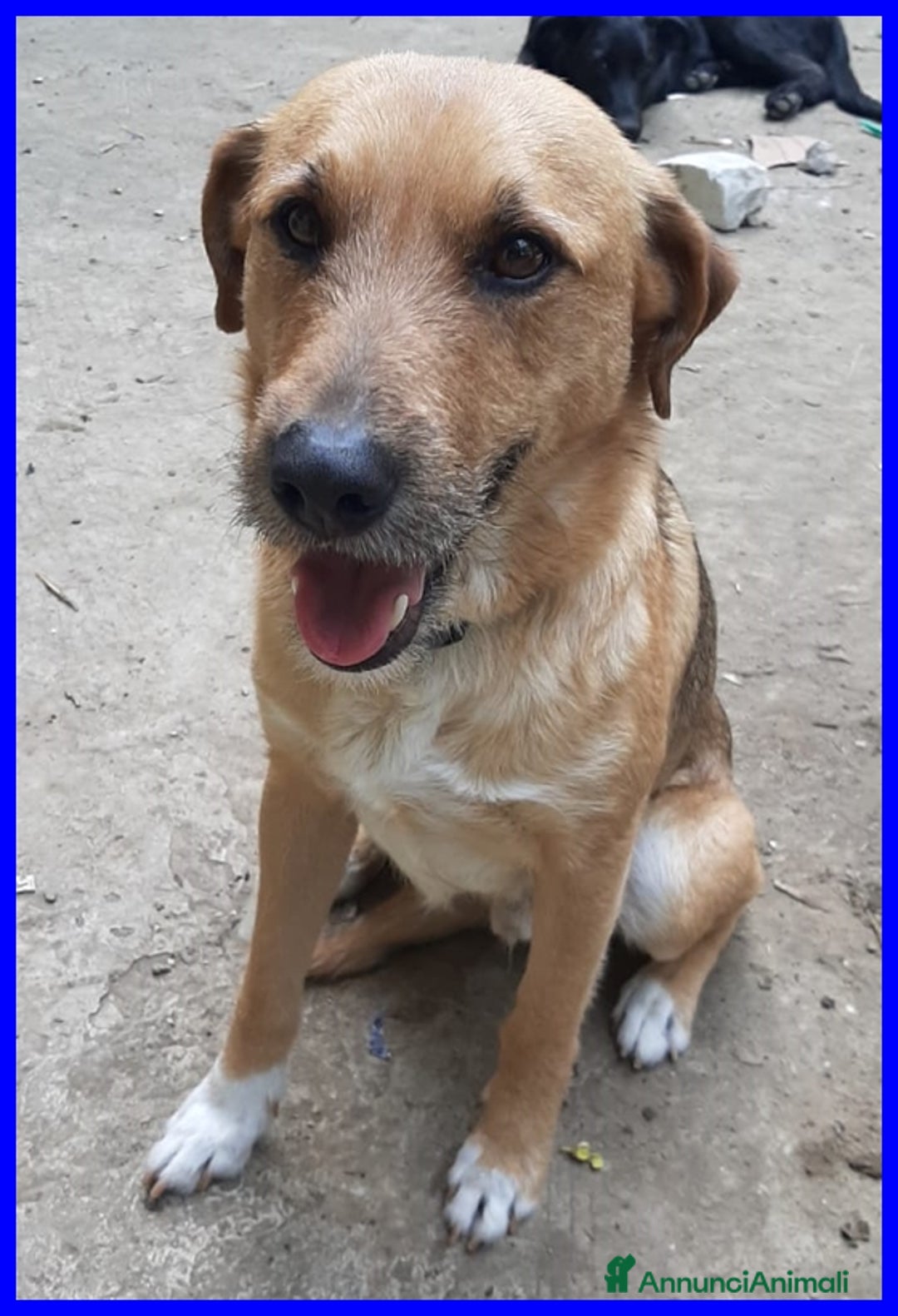 Meticcio cani in regalo: GULLIVER 7anni simpatico e bravo con tutti! 15kg - Annuncio 4