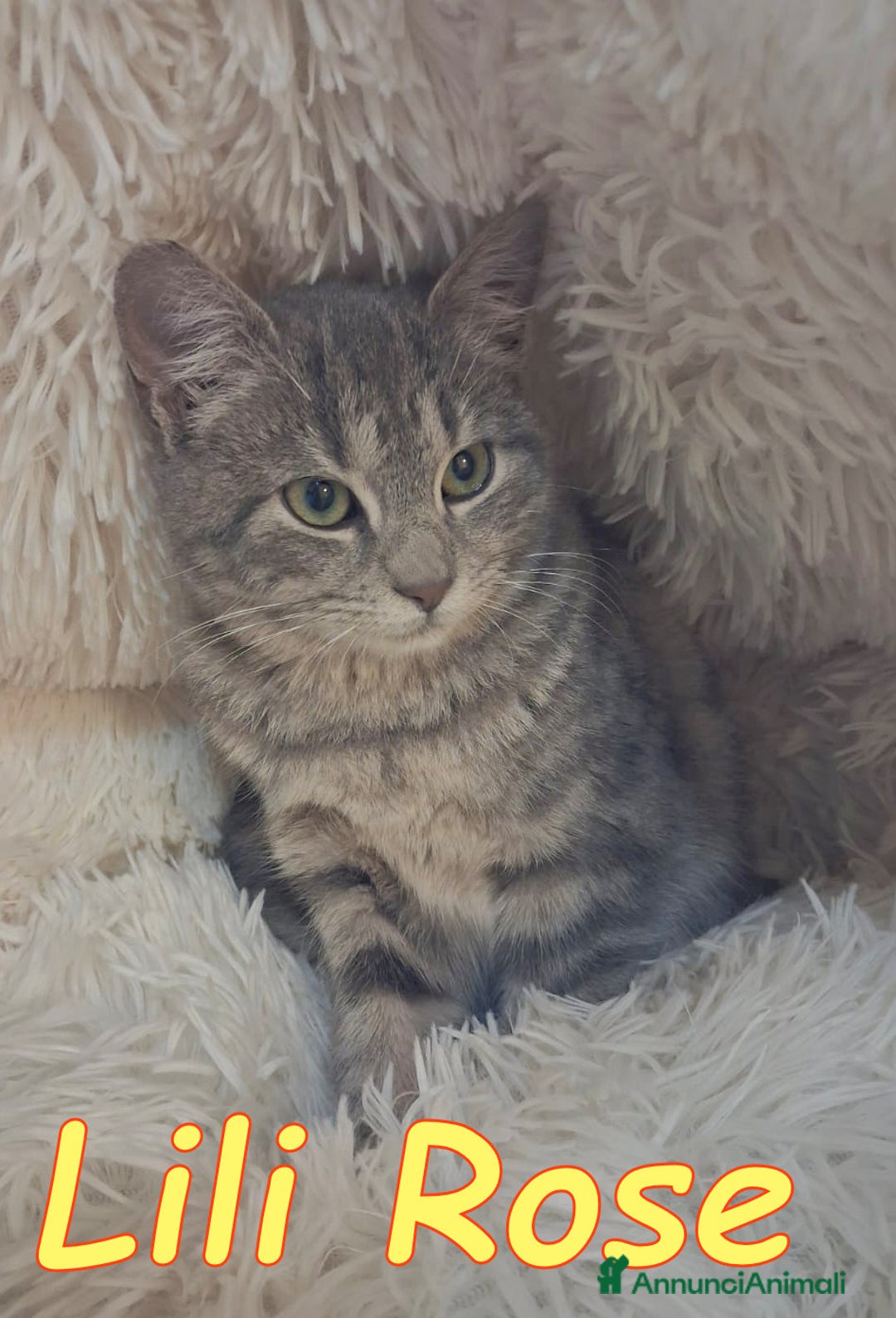 Europeo gatti in regalo: 𝗟𝗶𝗹𝗶 𝗥𝗼𝘀𝗲 💞𝗔𝗗𝗢𝗧𝗧𝗔 𝗟' 𝗔𝗠𝗢𝗥𝗘! - Annuncio 3