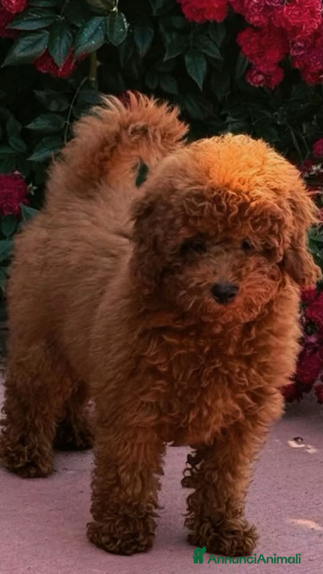 Barboncino Toy cani in vendita: Cuccioli barboncino toy e mini toy  a Provincia di Brescia - Annuncio 3