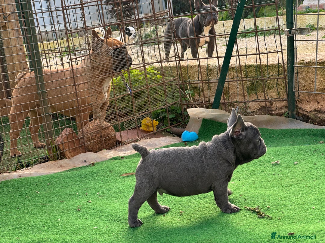 Bulldog Francese cani in vendita: Bulldog francese maschi esotici - Annuncio 15