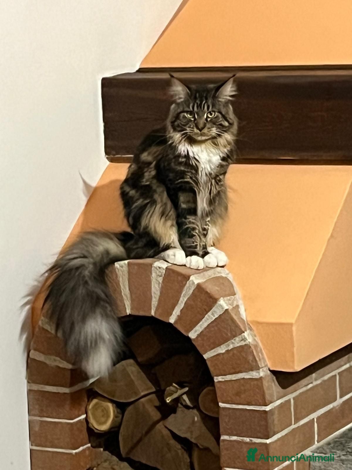 Maine Coon gatti Bellissimi gattini Maine coon - Annuncio 14