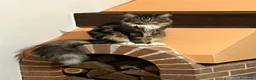 Maine Coon gatti in vendita: Bellissimi gattini Maine coon - Annuncio 1