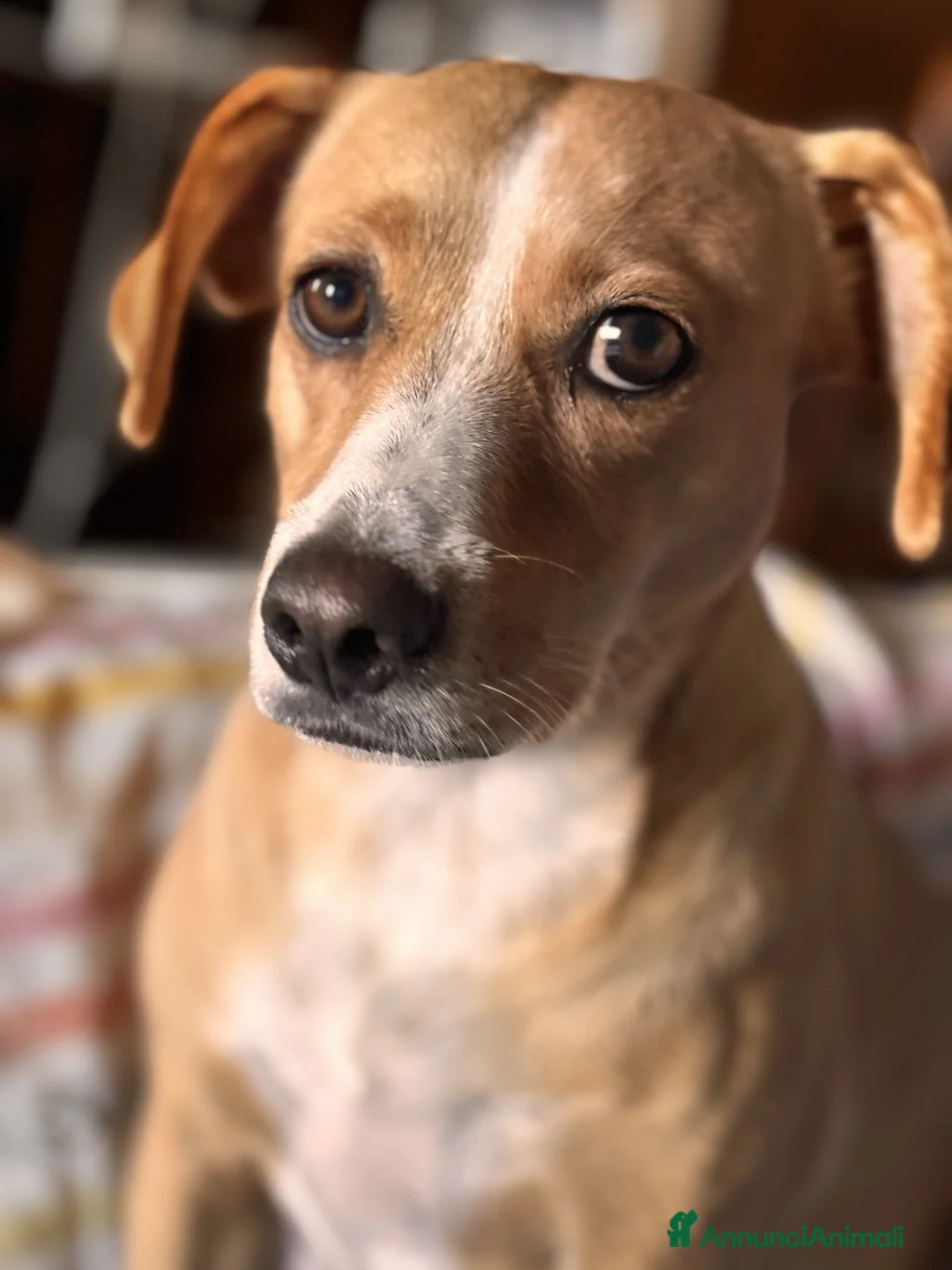 Meticcio cani in regalo: Danny meraviglioso cucciolo di 4 mesi e mezzo - Annuncio 7