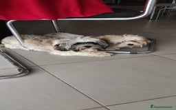 Shih Tzu cani in vendita: Coppia di shitzu di un anno  a Provincia di Catanzaro - Immagine 2