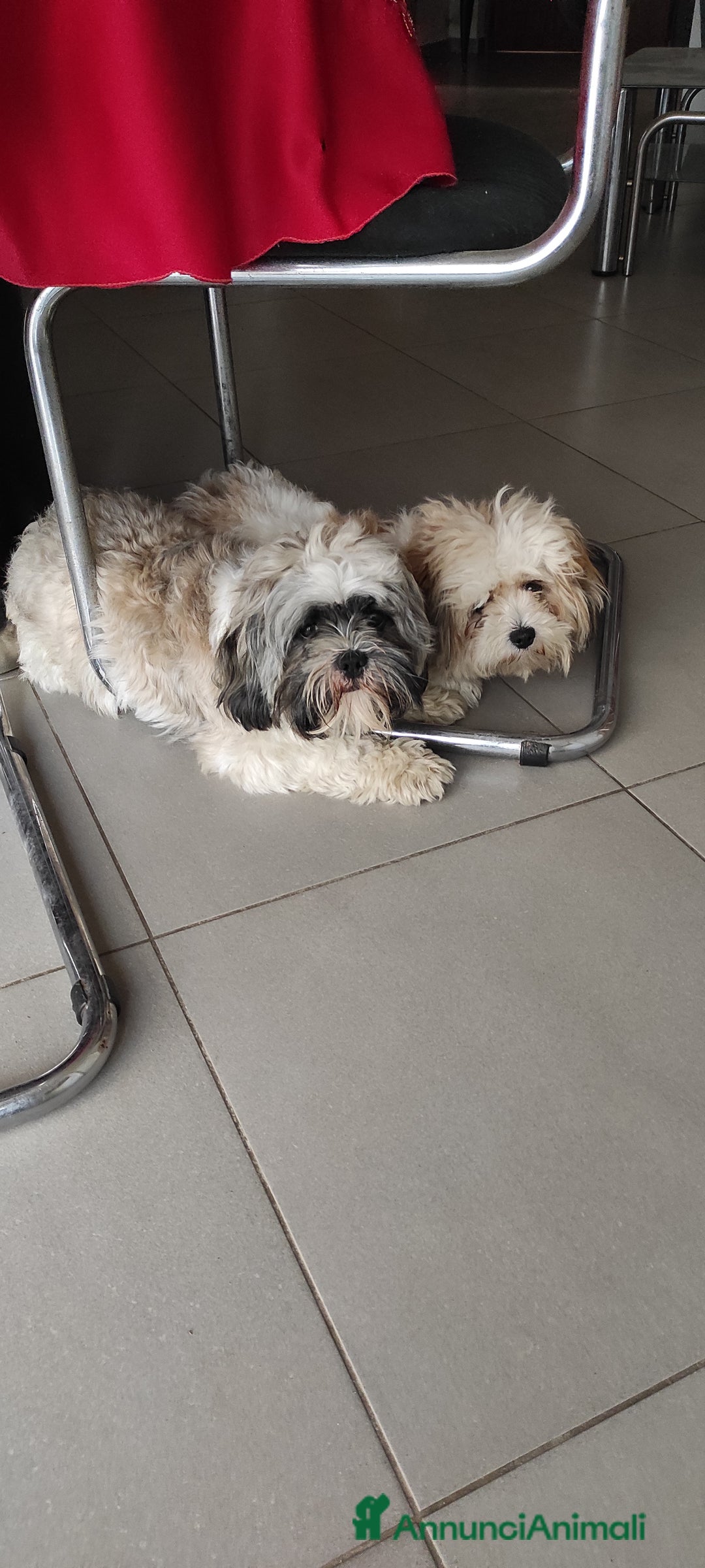 Shih Tzu cani in vendita: Coppia di shitzu di un anno  a Provincia di Catanzaro - Immagine 2