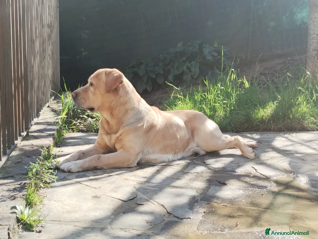 Labrador cani per accoppiamento: Labrador Retriever miele cerca accoppiamento  a Provincia di Perugia - Annuncio 4
