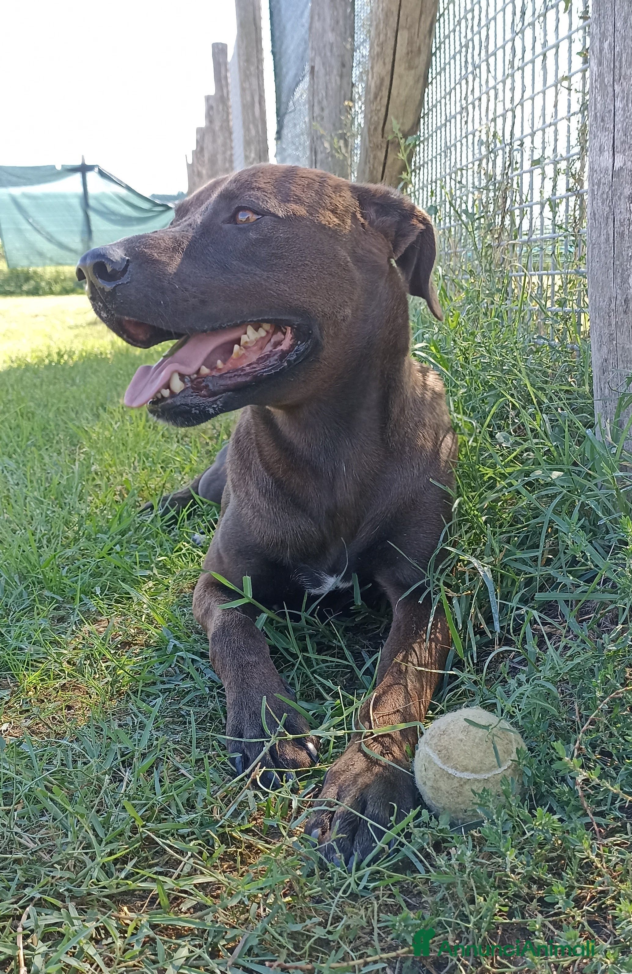 Meticcio cani Fuego derivato molosso in adozione a Provincia di Latina - Annuncio 28