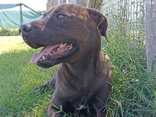 Meticcio cani Fuego derivato molosso in adozione a Provincia di Latina - Annuncio 39