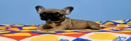 Bulldog Francese cani in vendita: Cuccioli di Bulldog francese - Annuncio 17