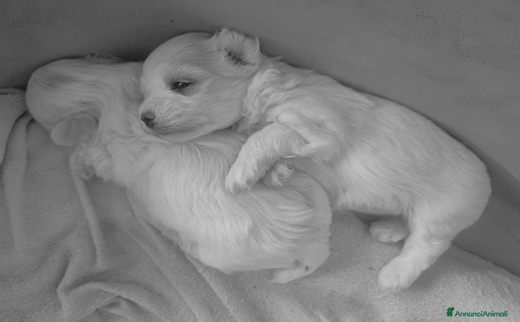 Maltese cani a Città metropolitana di Roma Capitale - Annuncio 17