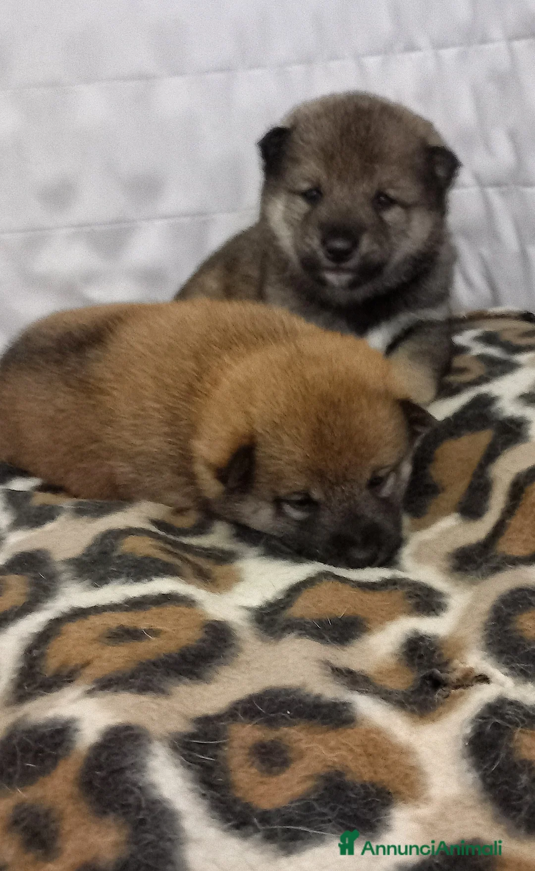 Shiba Inu cani in vendita: Cuccioli di shiba inu pedigree  a Provincia di Ferrara - Annuncio 5