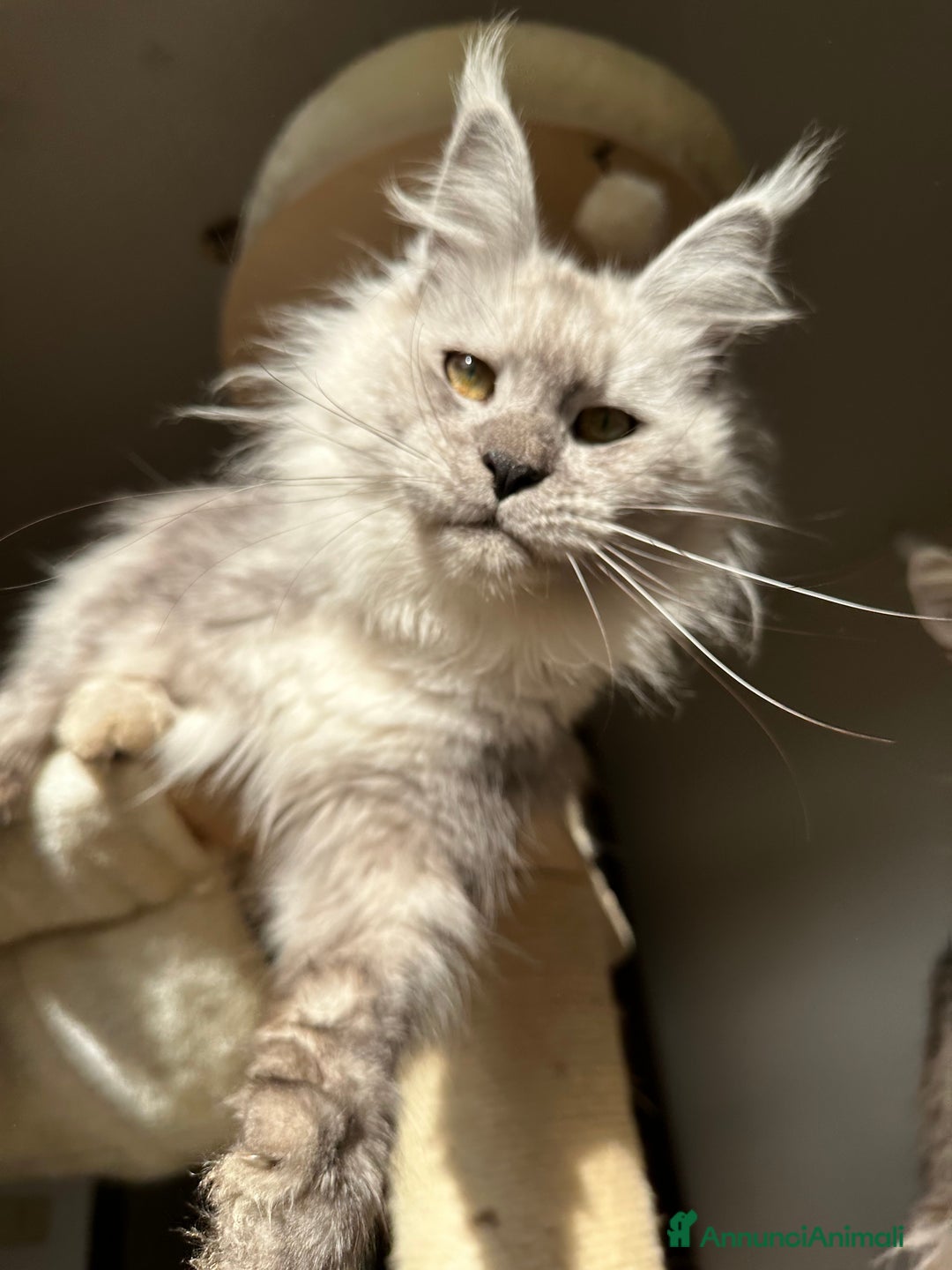 Maine Coon gatti in vendita: Nephele Cucciola black silver tabby - Annuncio 2