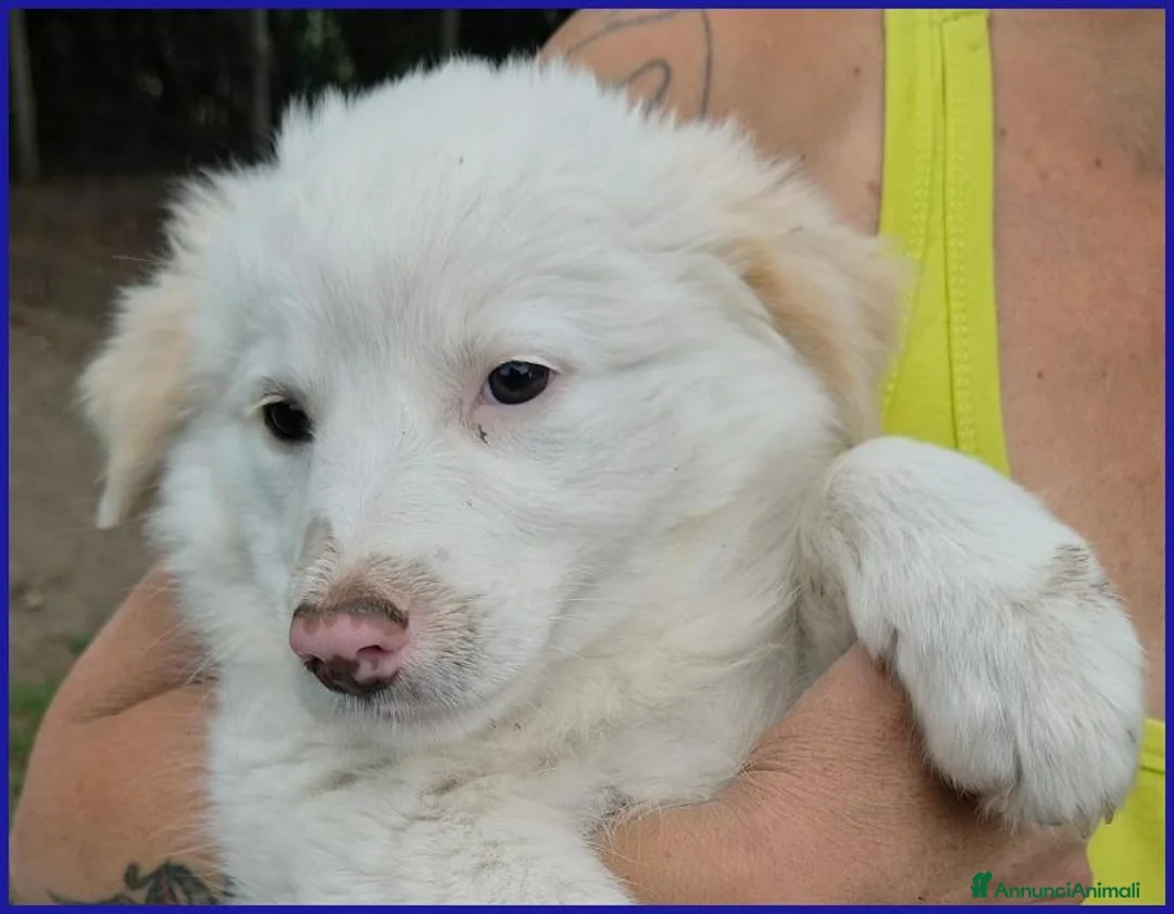 Meticcio cani in regalo: MOUSSAKA TENERA CUCCIOLA 2 MESI - Annuncio 2