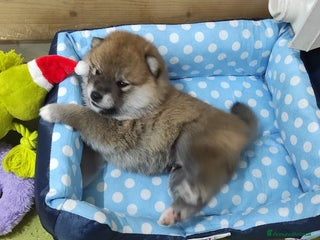 Shiba Inu cani Cuccioli di Shiba Inu con genitori testati - Annuncio 3