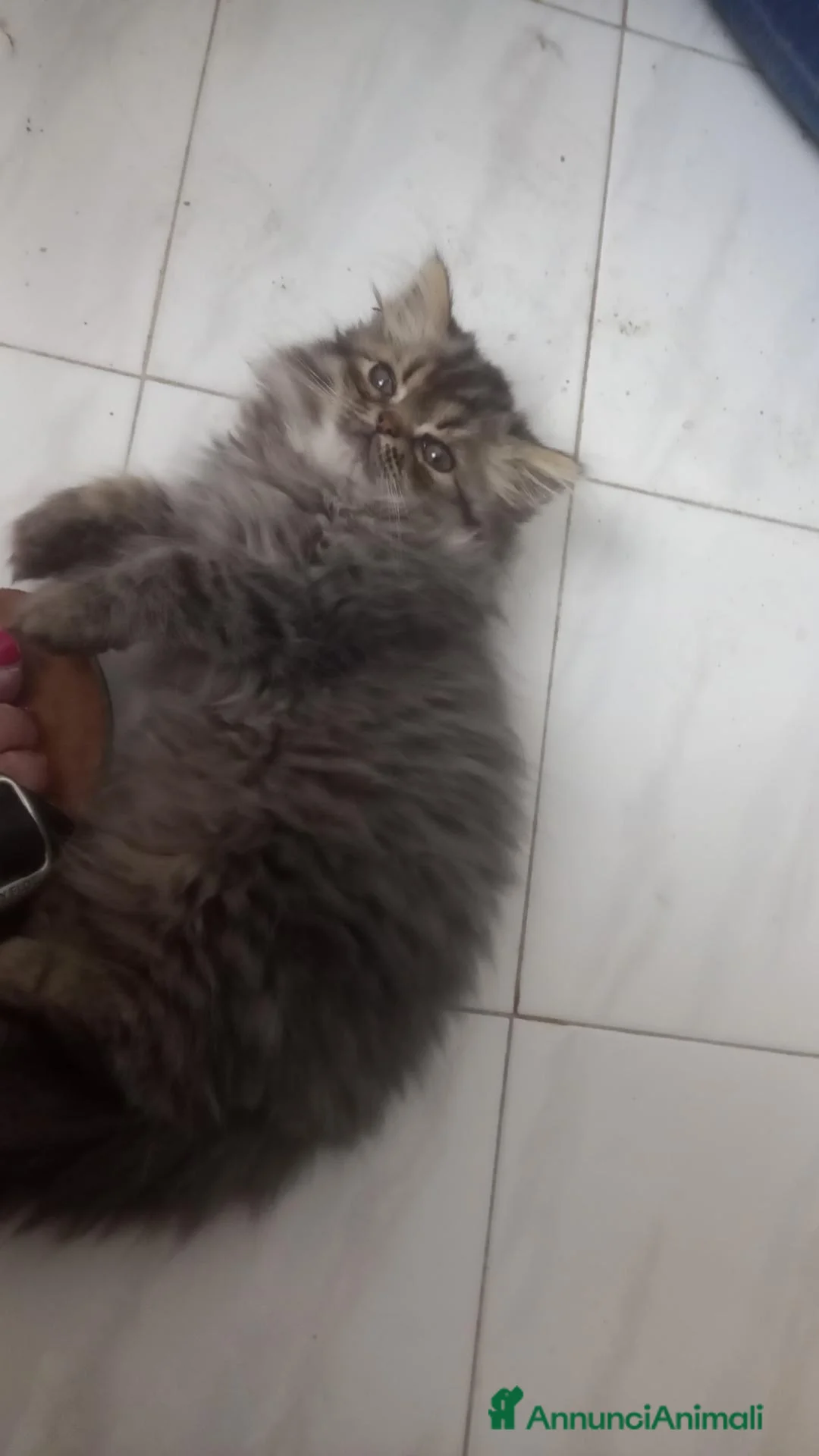 Persiano gatti in vendita: Gattino persiano a pelo lungo - Annuncio 2