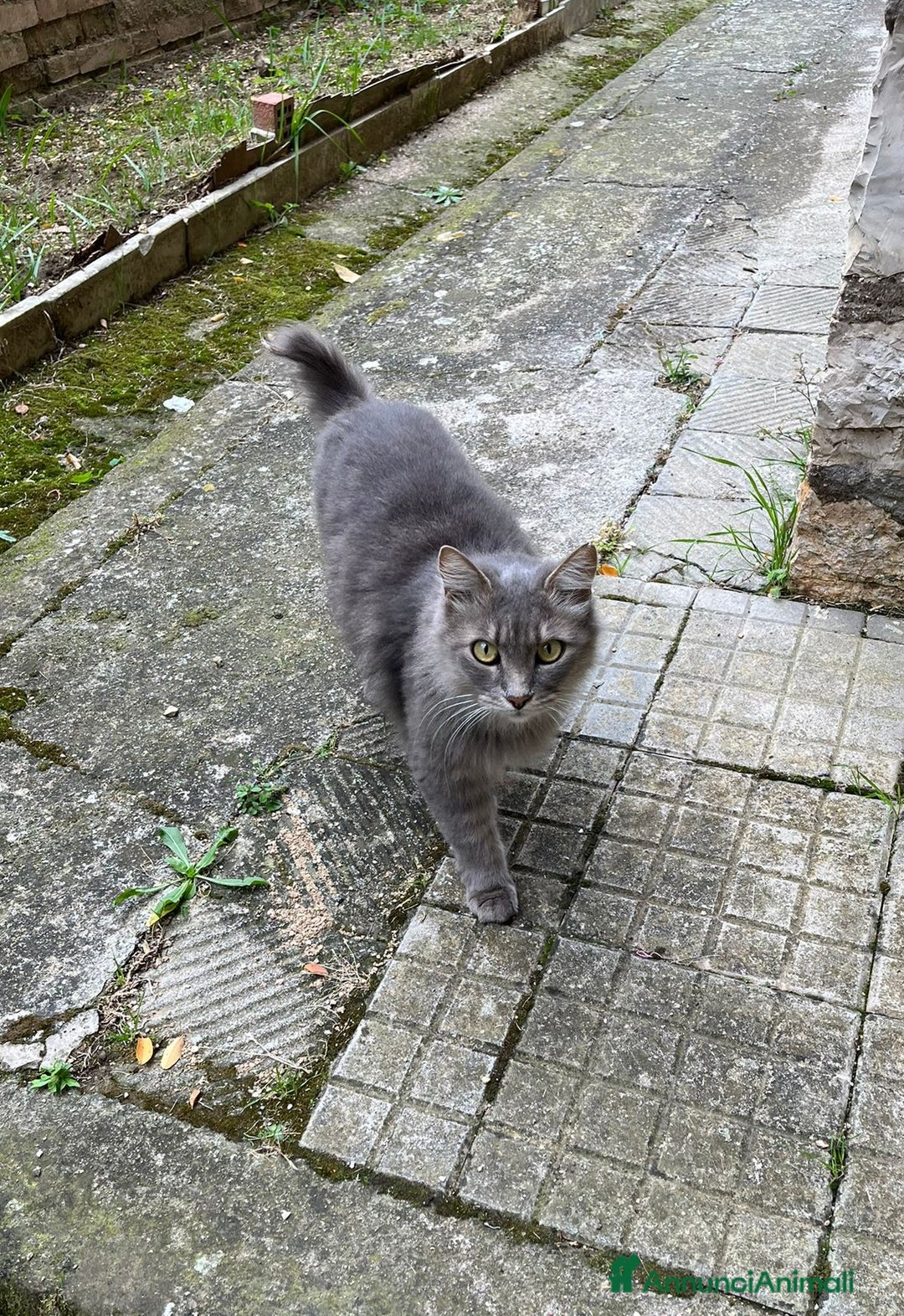 Norvegese gatti in regalo: Norvegesi delle Foreste in adozione - Annuncio 6