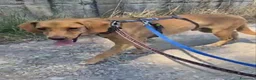 Meticcio cani in regalo: Flocky: 2 anni, taglia contenuta, socievole  - Annuncio 8