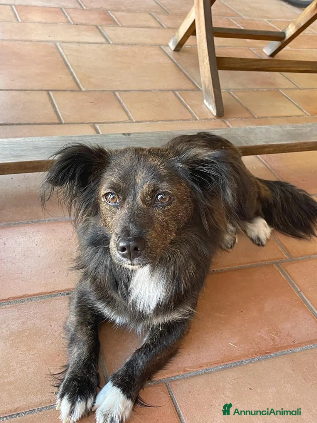 Meticcio cani in regalo: Aria, meticcia taglia piccola unica nel suo genere - Annuncio 2