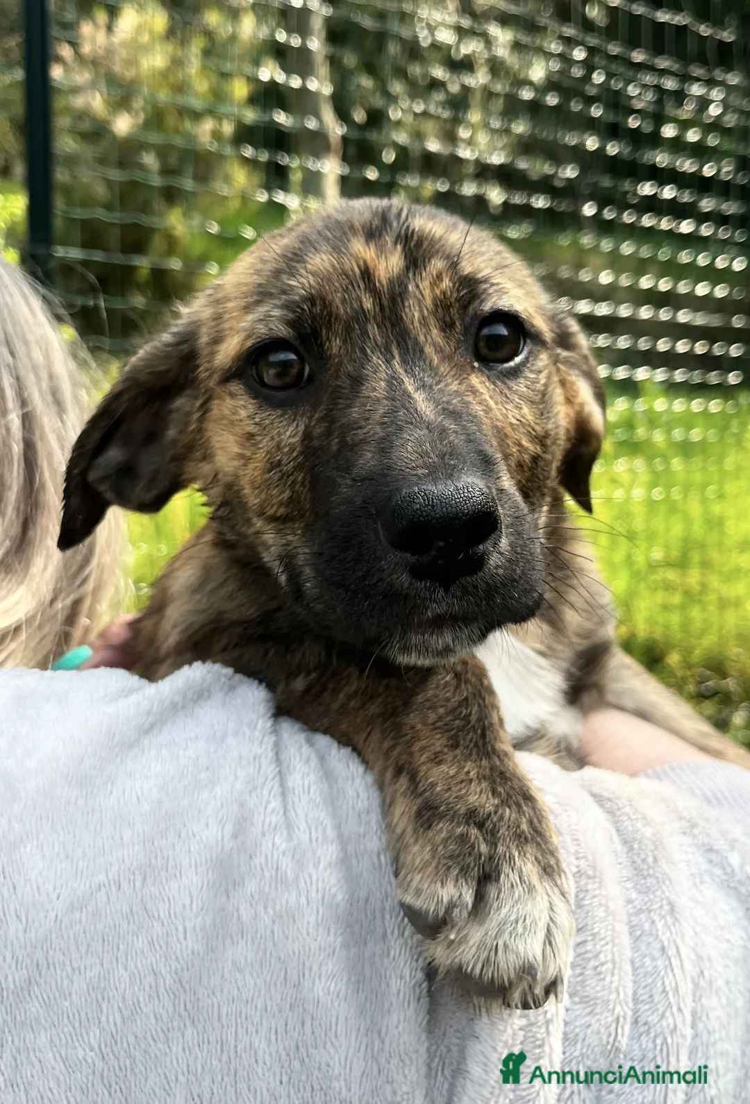 Meticcio cani in regalo: Moon  - Annuncio 1