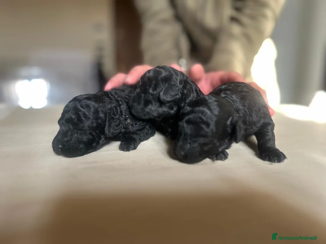 Barboncino Toy cani in vendita: BARBONCINI TOY  - Annuncio 1