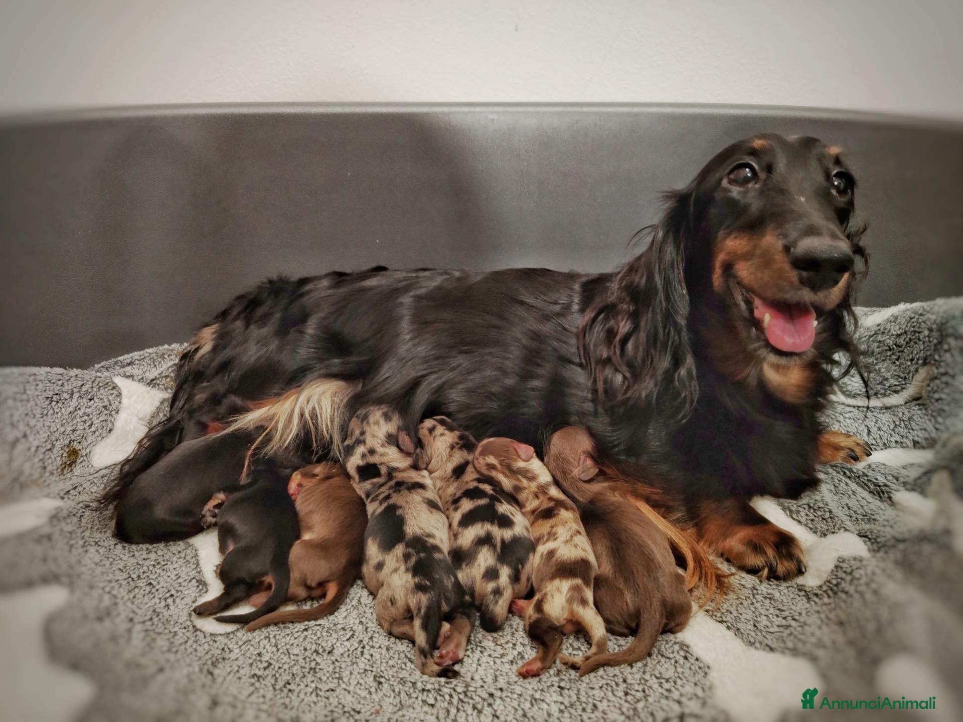 Bassotto Nano cani Cuccioli bassotto pelo lungo  - Annuncio 1