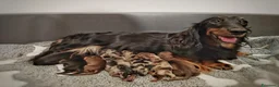 Bassotto Nano cani in vendita: Cuccioli bassotto pelo lungo  - Annuncio 1