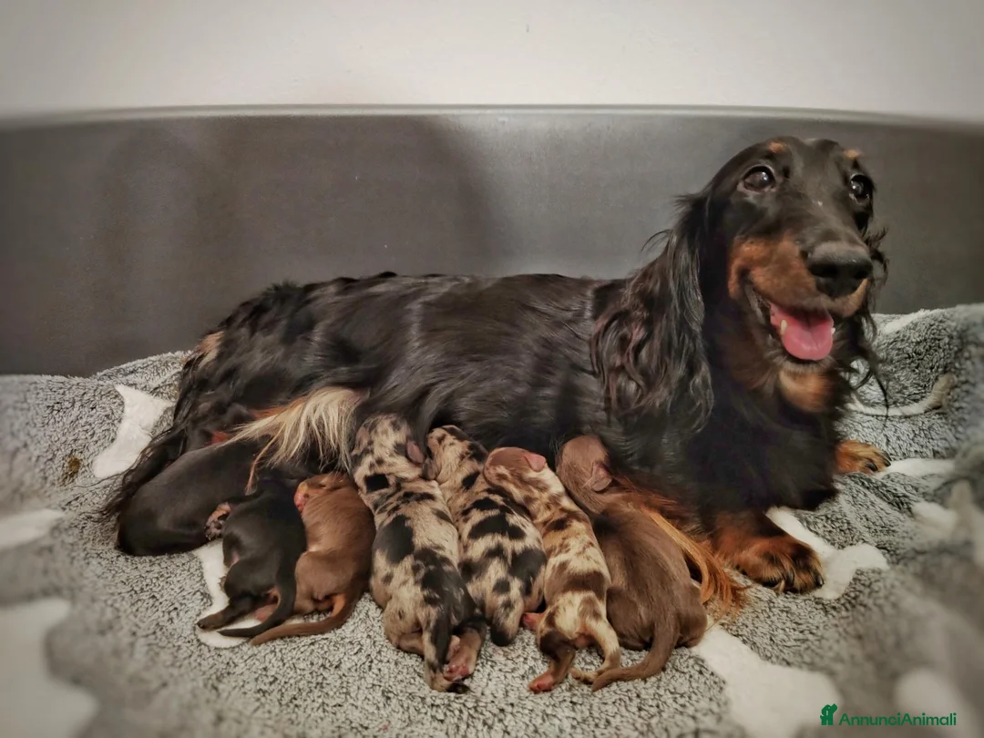 Bassotto Nano cani in vendita: Cuccioli bassotto pelo lungo  - Annuncio 1