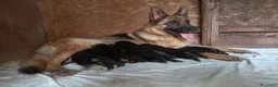 Pastore Tedesco cani in vendita: Cucciolata di Pastori Tedeschi - Annuncio 9