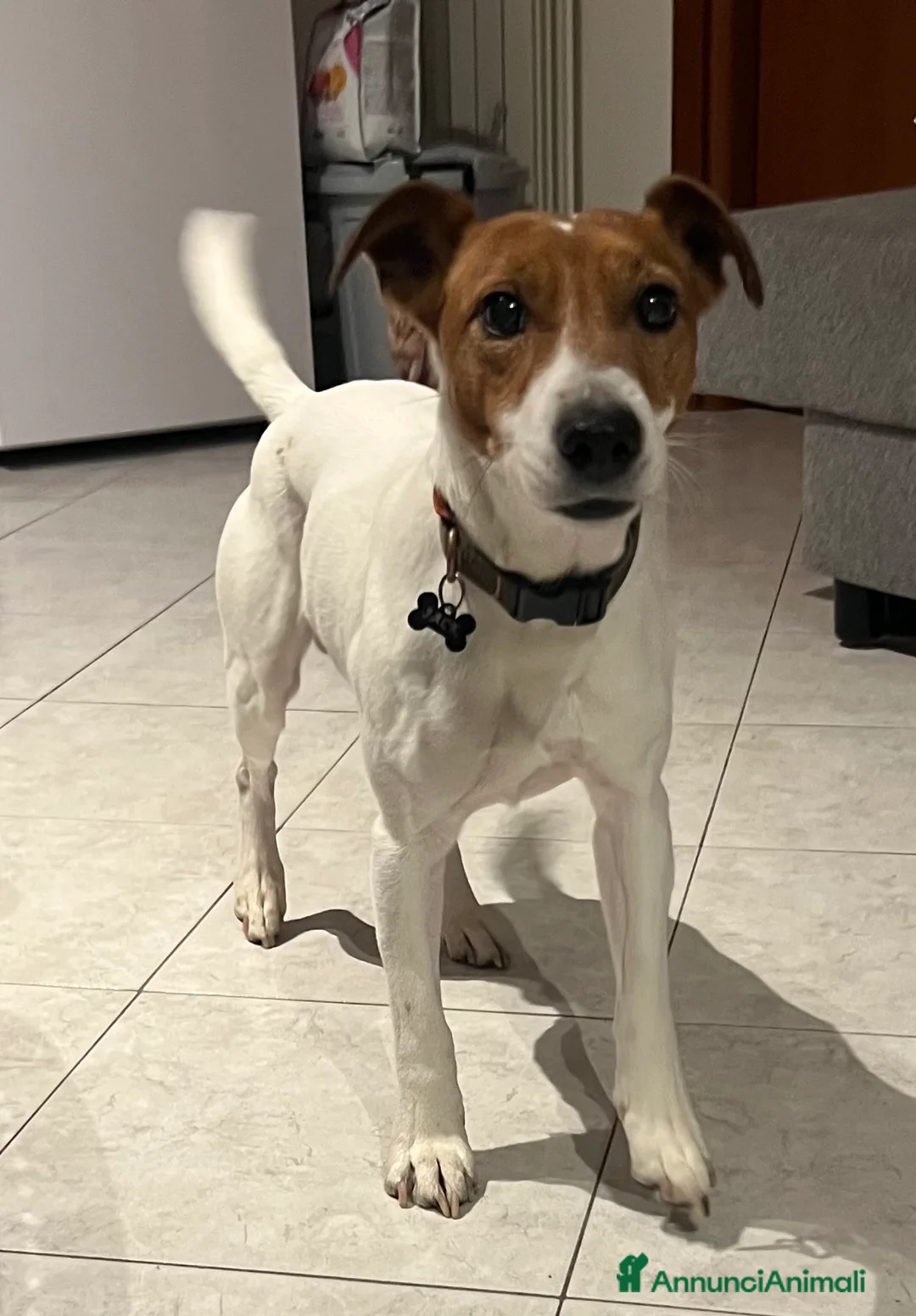 Jack Russell cani in regalo: Jack Russell Parson a Città metropolitana di Milano - Annuncio 2