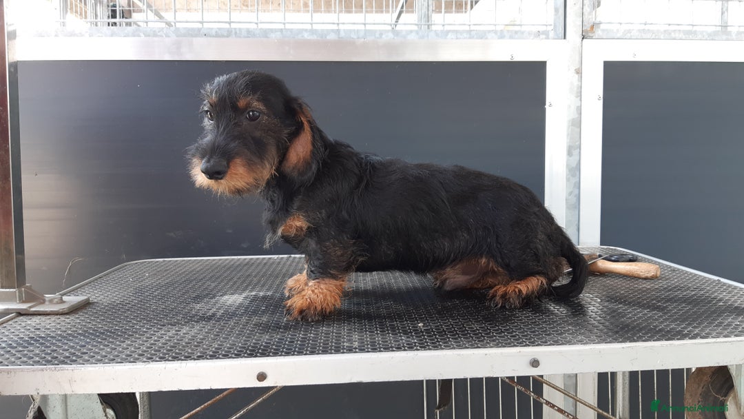 Bassotto cani in vendita: Bassotti pelo duro a Provincia di Bergamo - Annuncio 3