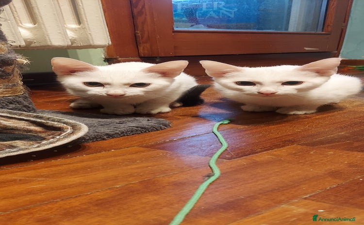 Europeo gatti Gattini in adozione a BOLOGNA  - Annuncio 20