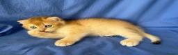 Scottish gatti in vendita: Splendidi cuccioli Scottish Fold e Straight - Annuncio 35