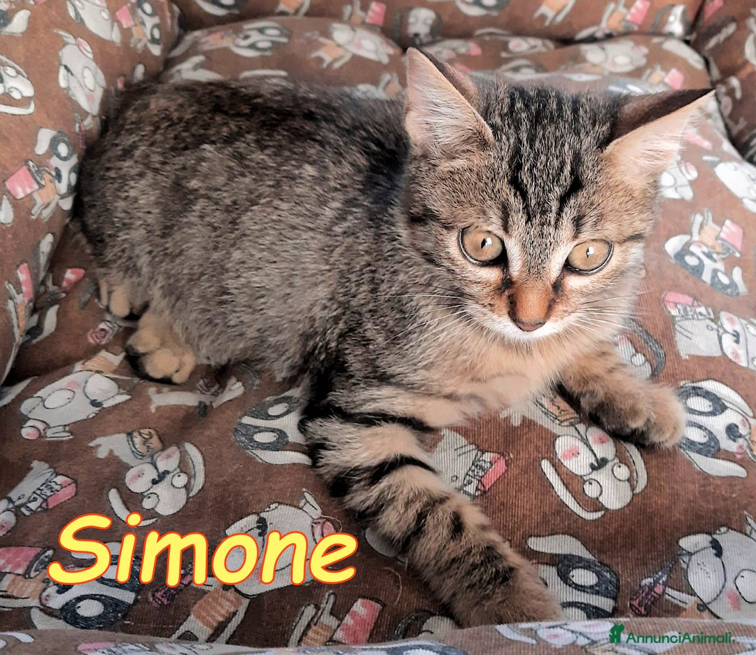Europeo gatti in regalo: SIMONE IL SUPER TIGRATINO  - Annuncio 3