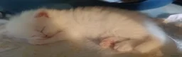 Persiano gatti in vendita:  Persiano CHINCHILLA' white e Golden tabby  - Annuncio 2