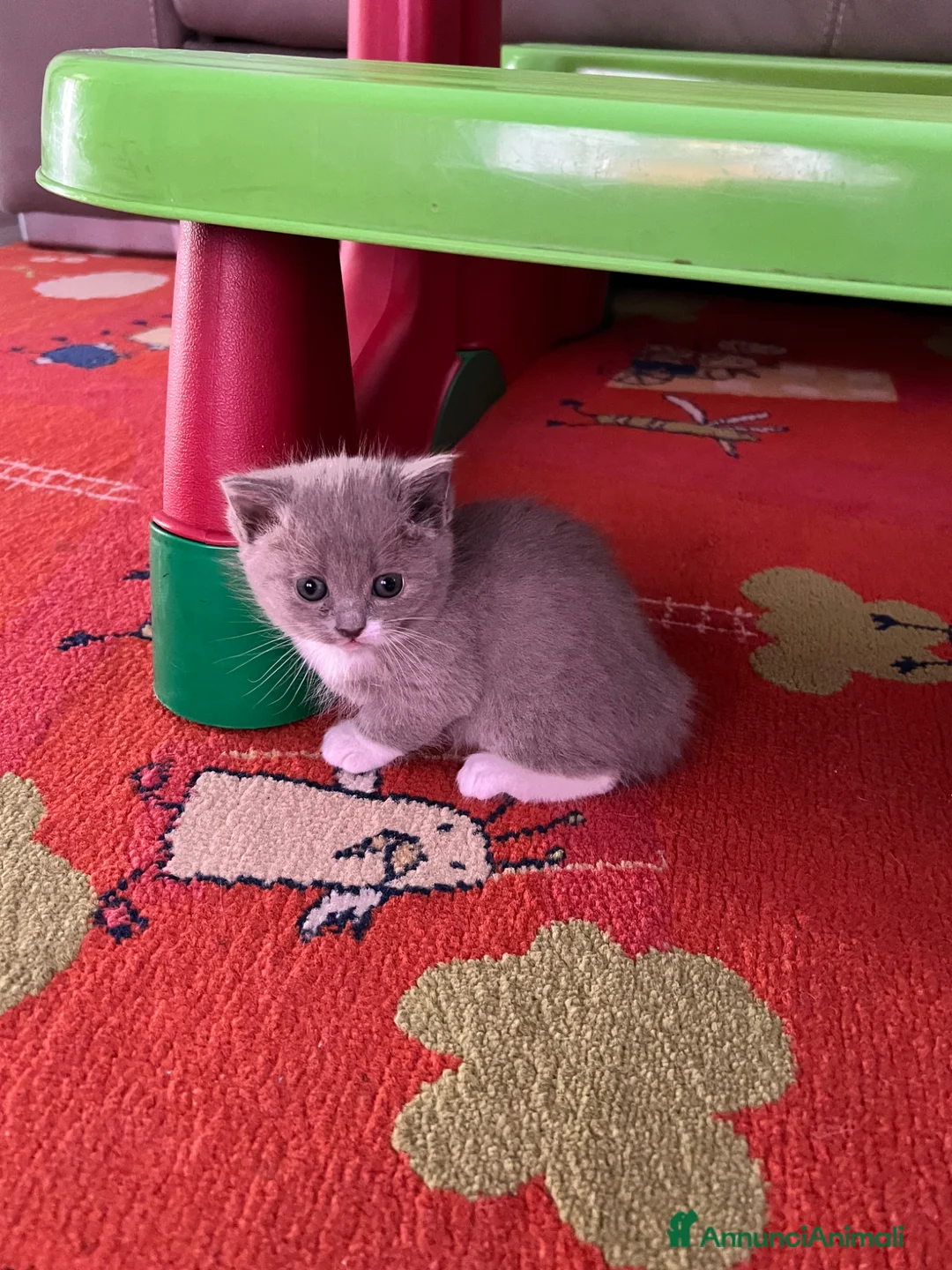 Meticcio gatti in vendita: Cucciolo di gatti a Provincia di Cremona - Annuncio 7