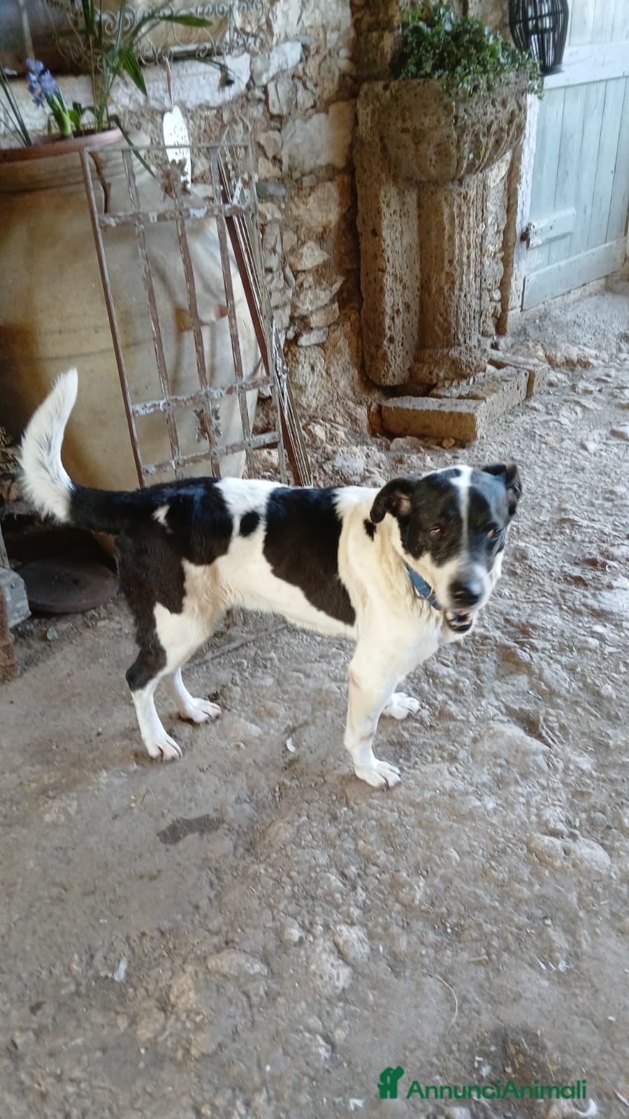 Meticcio cani Coffee: super dolce, amico di tutti  - Annuncio 1