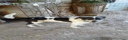 Meticcio cani in regalo: Coffee: super dolce, amico di tutti  - Annuncio 1