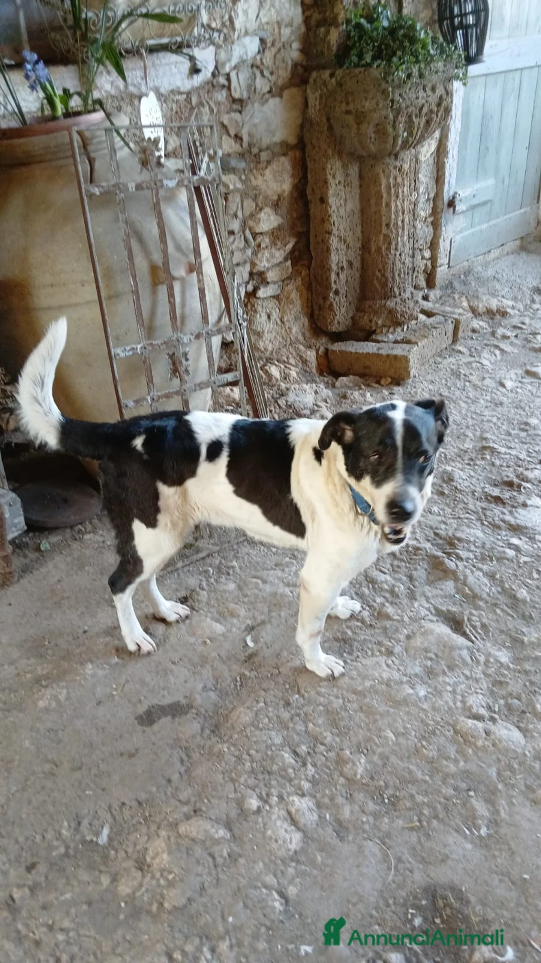 Meticcio cani in regalo: Coffee: super dolce, amico di tutti  - Annuncio 1