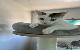 Europeo gatti in regalo: Giovane gatta bianca dolcissima a Metropolitan City of Rome Capital - Immagine 8