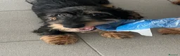 Bassotto cani in vendita: Bassotto tedesco pelo duro taglia nana - Annuncio 3