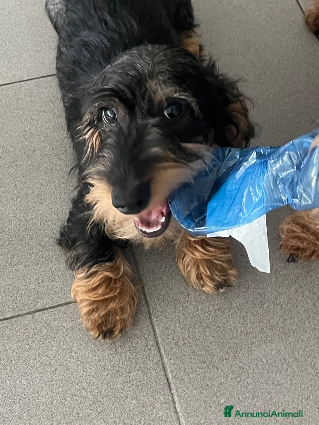 Bassotto cani in vendita: Bassotto tedesco pelo duro taglia nana - Annuncio 3