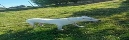 Dogo Argentino cani in regalo: ANITA educata ed affettuosa con le persone - Annuncio 7