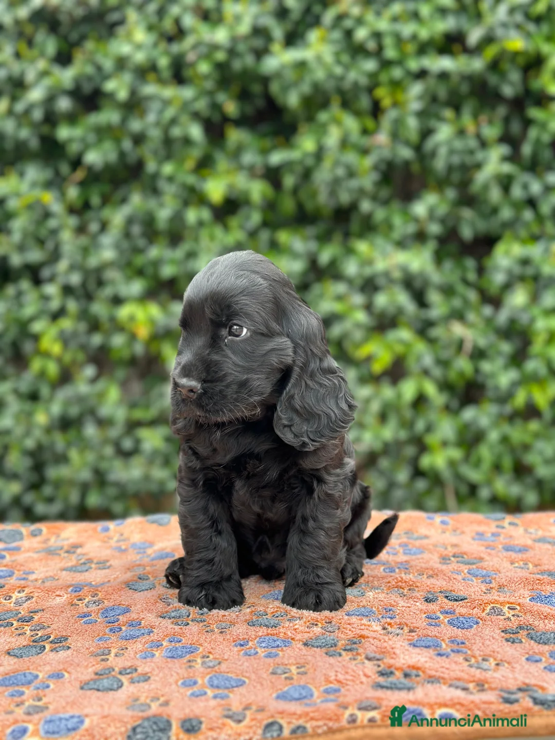 Cocker cani in vendita: Cocker spaniel inglese  - Annuncio 2