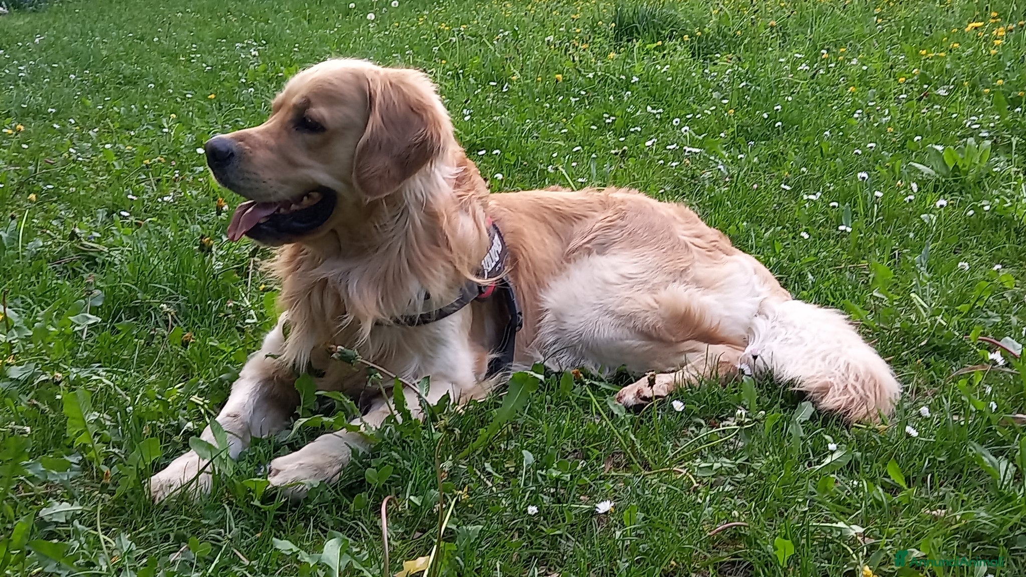 Golden Retriever cani Golden Retriver per accoppiamento - Annuncio 3