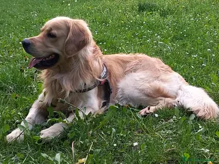 Golden Retriever cani Golden Retriver per accoppiamento - Annuncio 3